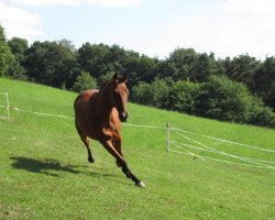 horse Hardfighter (DE) (German trotters, 1995, from Tyrannosaurus Rex (US))