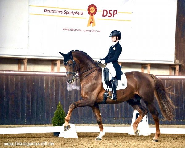 dressage horse Jackpot Hs (Württemberger, 2011, from Glock's Johnson Tn)