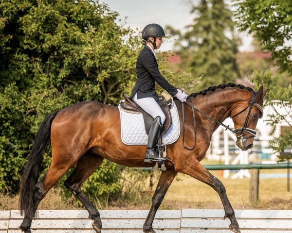 dressage horse Quando Balliamo (German Sport Horse, 2018, from Quaterstern)
