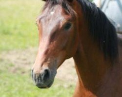 dressage horse Sam (Westphalian, 2006, from Show Star)