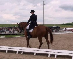 horse Woronow 5 (Hanoverian, 2001, from Wolkenstein II)