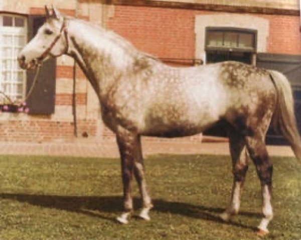 stallion Crystal Palace xx (Thoroughbred, 1974, from Caro xx)