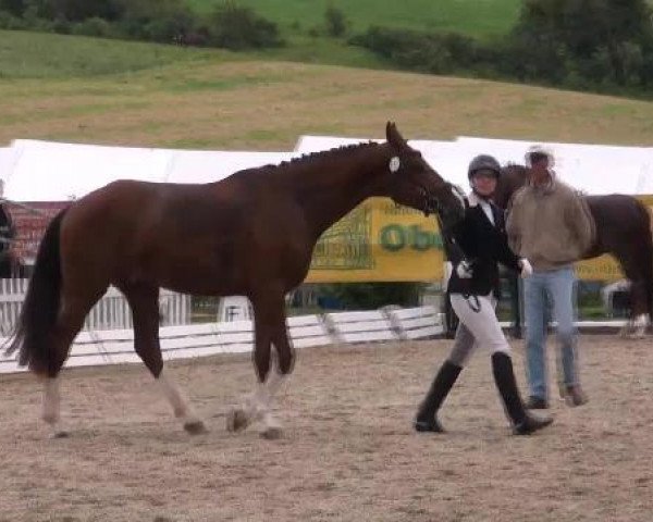 dressage horse Seagry Sanay (Hanoverian, 2008, from Stedinger)
