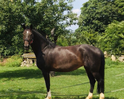 broodmare Demona (Hanoverian, 2004, from Depardieu 11)