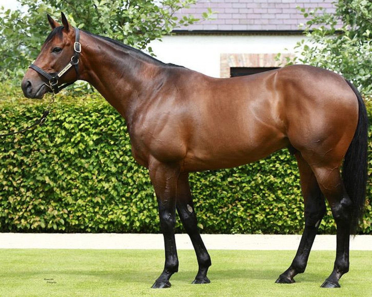 stallion Sea The Stars xx (Thoroughbred, 2006, from Cape Cross xx)