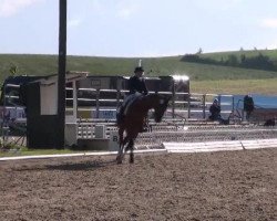 dressage horse Wynster (Hanoverian, 2002, from Welser)