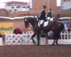 dressage horse Len 3 (Hanoverian, 2000, from Landclassic)