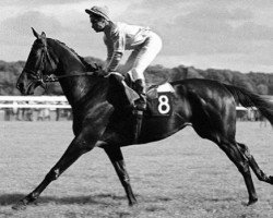 broodmare Pola Bella xx (Thoroughbred, 1965, from Darius xx)