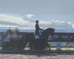 dressage horse Ravel 322 (Hanoverian, 2002, from Rotspon)