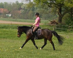 horse Chico 894 (New Forest Pony, 2003, from Carlos 186)