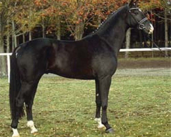 stallion First Pleasure (Hanoverian, 2001, from For Feeling)