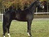 stallion First Pleasure (Hanoverian, 2001, from For Feeling)