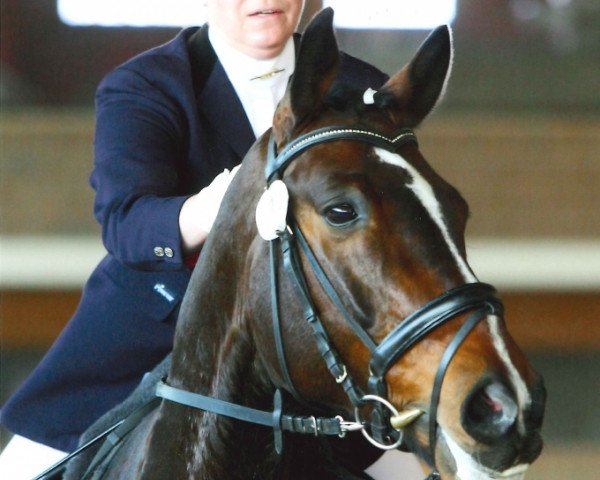 dressage horse Don Manni (Rhinelander, 2003, from Donnergraaf)