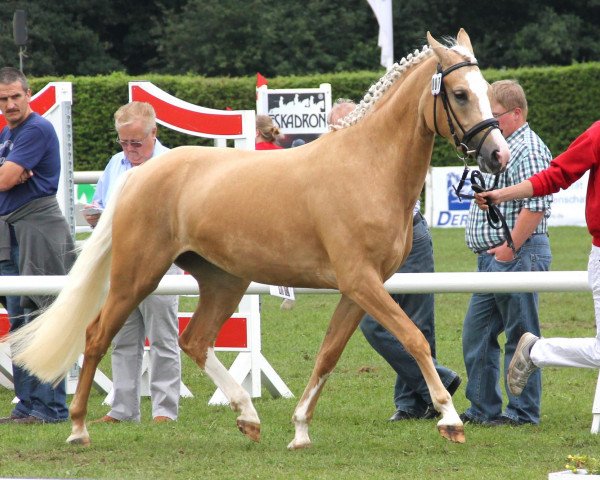 broodmare Curly Sue (German Riding Pony, 2009, from Top Champy)