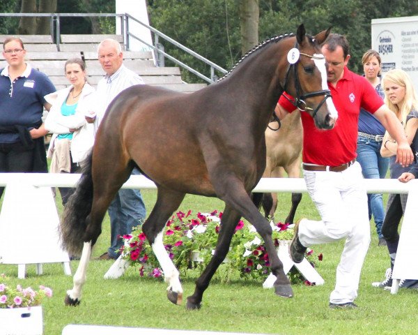 broodmare Cara Donna (German Riding Pony, 2009, from FS Champion de Luxe)