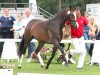 Zuchtstute Cara Donna (Deutsches Reitpony, 2009, von FS Champion de Luxe)