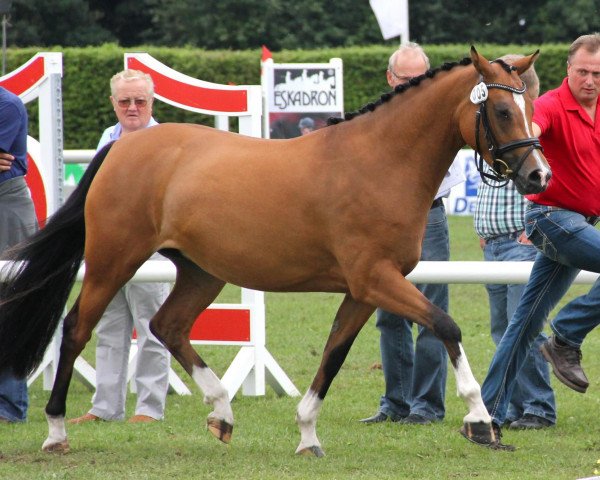 broodmare Concordia (German Riding Pony, 2009, from FS Champion de Luxe)