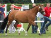 Zuchtstute Concordia (Deutsches Reitpony, 2009, von FS Champion de Luxe)