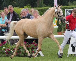 Zuchtstute Cherry Lady 16 (Deutsches Reitpony, 2009, von Cassini)