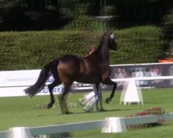 broodmare Roxette (Westphalian, 2009, from Rock Forever NRW)