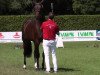 broodmare Midsummer Kiss (Westphalian, 2009, from Montender)