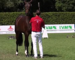 broodmare Midsummer Kiss (Westphalian, 2009, from Montender)