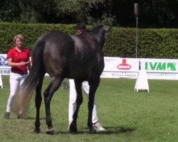 Zuchtstute Lady Loreen (Westfale, 2009, von Linton)