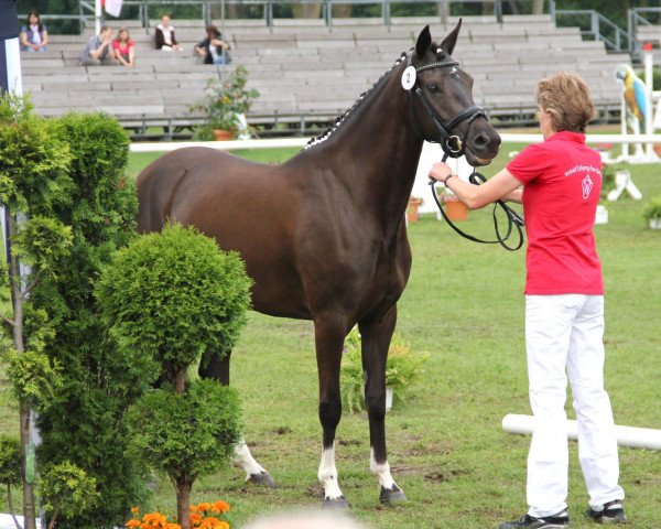 broodmare Chica (German Riding Pony, 2009, from Calvin Klein 23)