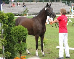 broodmare Chica (German Riding Pony, 2009, from Calvin Klein 23)