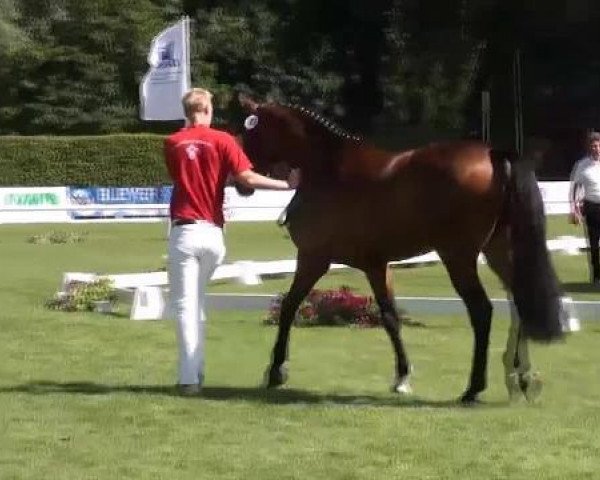 broodmare Coeur de Maxi (Westphalian, 2009, from Coupe de Coeur 2)