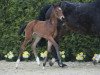 broodmare Prime Time 41 (Westphalian, 2008, from Florestan I)