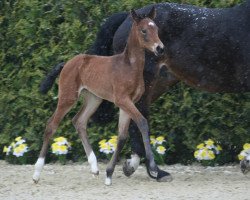 broodmare Prime Time 41 (Westphalian, 2008, from Florestan I)