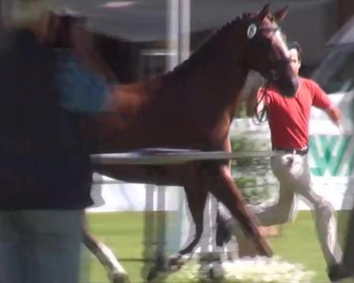 Zuchtstute Damon's Paradise (Westfale, 2009, von Damon Hill)