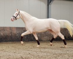 stallion Jantar van het Anserland (Czech Warmblood, 2013, from Mistral)