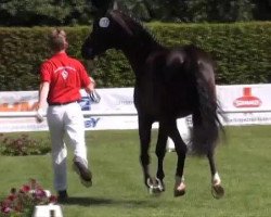 broodmare Coco Chanel (Westphalian, 2009, from Christ)