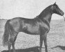 stallion Astyanax xx (Thoroughbred, 1949, from Djebel xx)