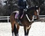 dressage horse Alma W (German Sport Horse, 2016, from Palmares)