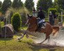 jumper Herr Carlson 2 (German Riding Pony, 2013, from High Flow's Oxford)