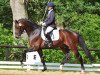 dressage horse Diamond of Glory (Zweibrücken, 2007, from Diamond Hit)