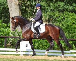 dressage horse Diamond of Glory (Zweibrücken, 2007, from Diamond Hit)