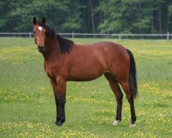 broodmare Pia Lordetta (Westphalian, 2005, from Pilot)