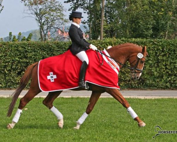 dressage horse Rubinetto KZI (Swiss Warmblood, 2003, from Rubicell)