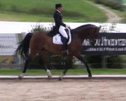 dressage horse Rock My Soul (Bavarian, 2004, from Rivero II)