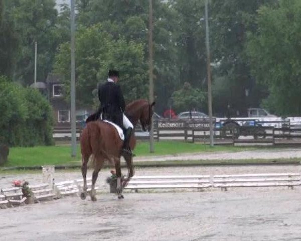 dressage horse Rovell Royal (Hanoverian, 2005, from Rotspon)