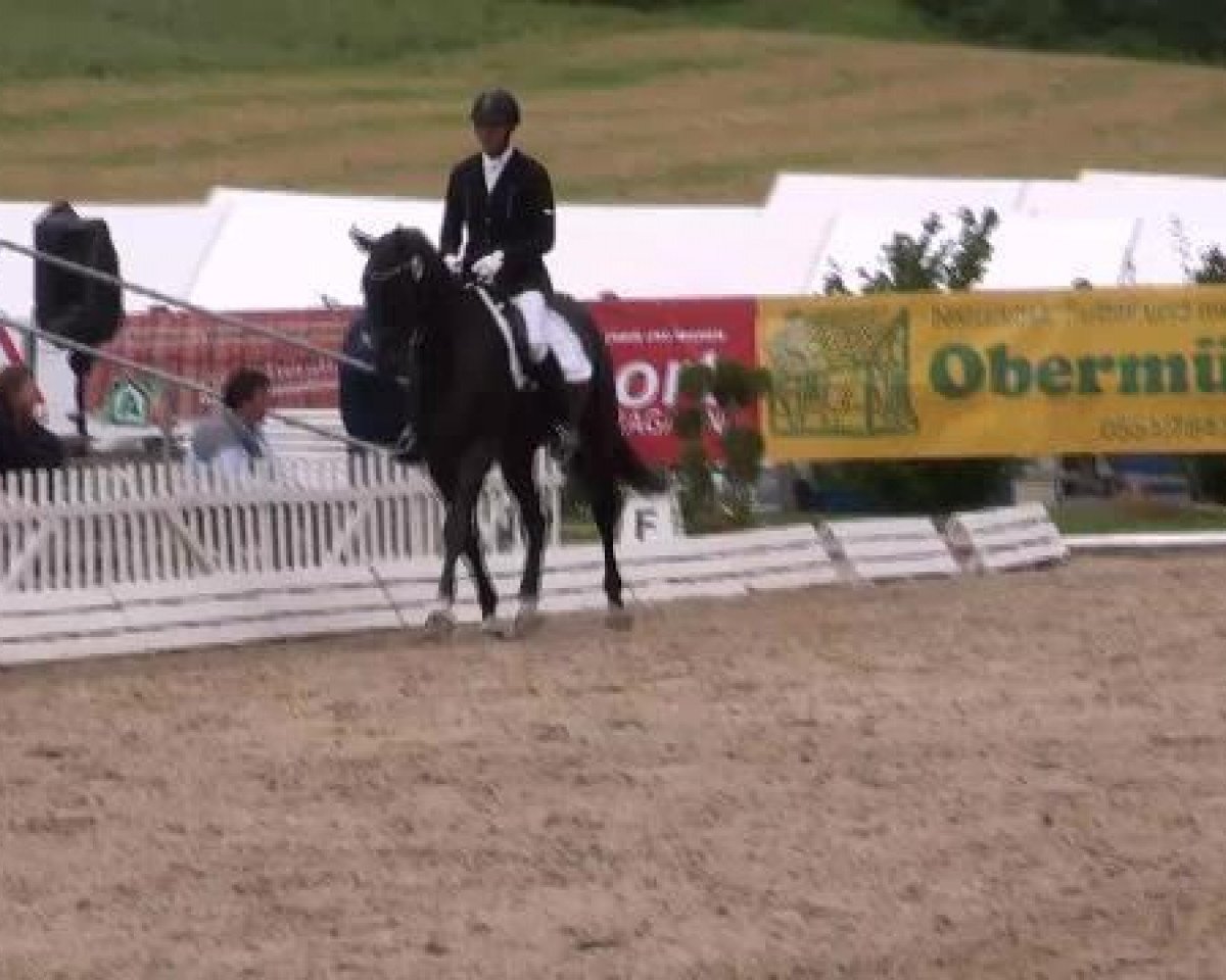 dressage horse Sierra Tiquilla (Hanoverian, 2009, from Scolari)