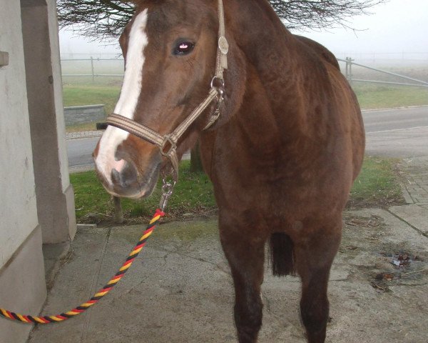 Pferd Onyx (Mecklenburger,  , von Ordensglanz)