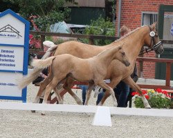 dressage horse Repelerhofs Champie Ann (German Riding Pony, 2022, from FS Champion de Luxe)