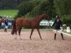 dressage horse Dance du Loup Pendu (Hanoverian, 2008, from Dancier)