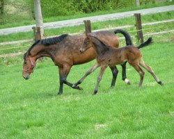 jumper Copilord (Westphalian, 2009, from Cornet Obolensky)