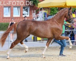 dressage horse Die Bunte 4 (Westphalian, 2018, from Da Vinci Code 6)